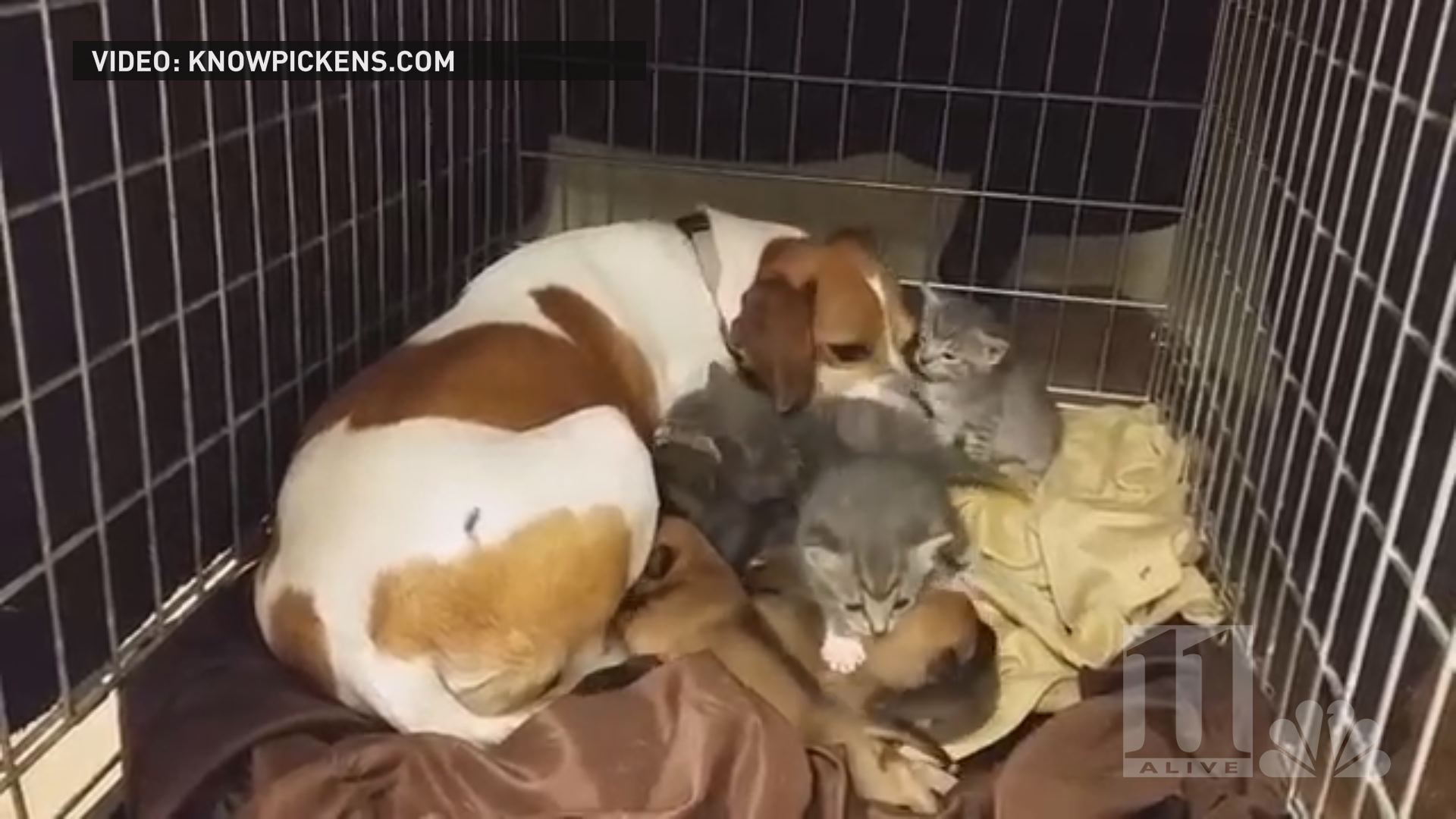 Dog fosters three abandoned kittens and seven puppies
