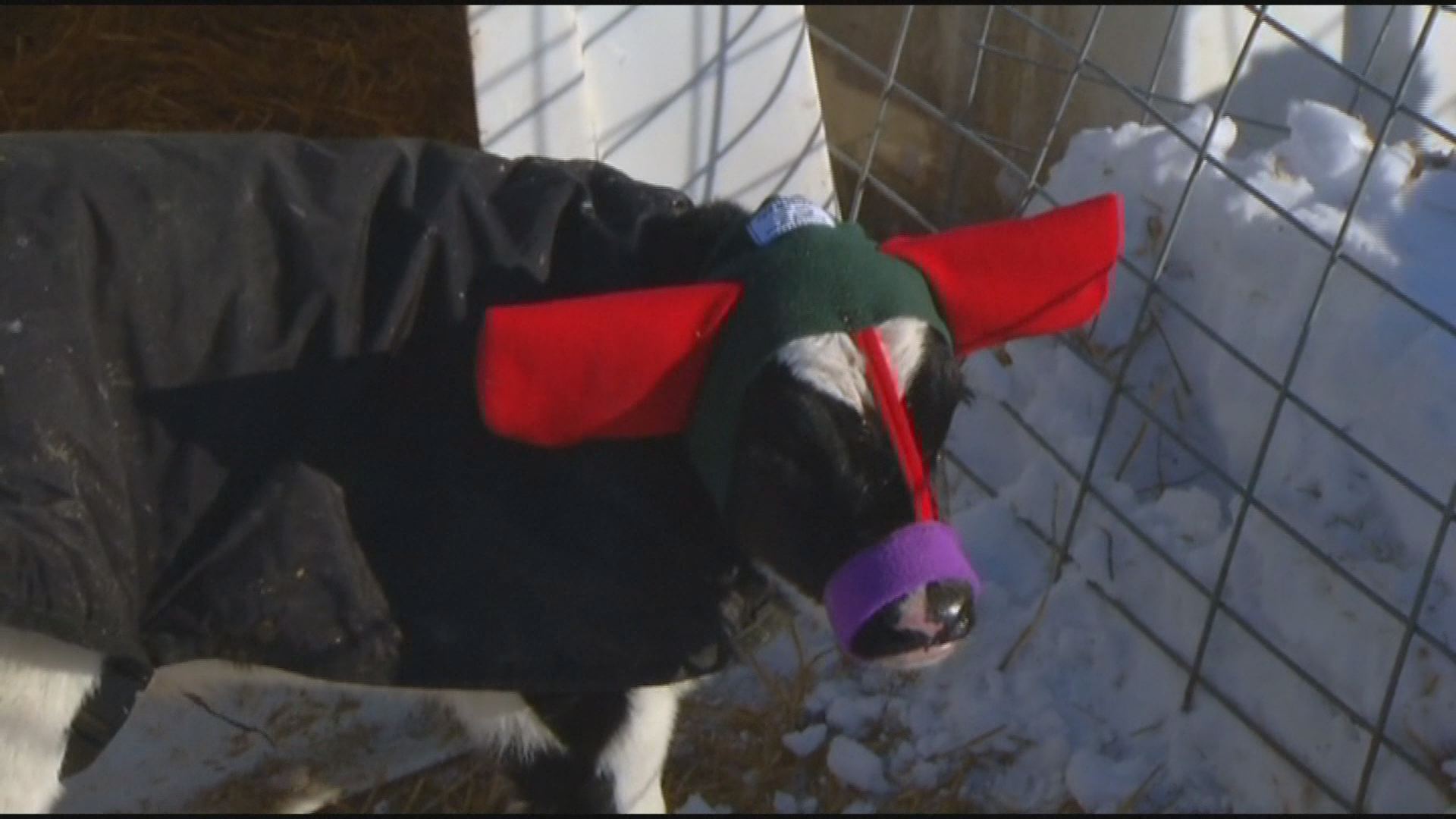 Cows in earmuffs are cozy... and adorable