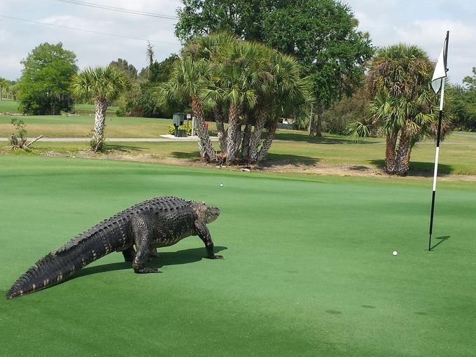 Big alligator relaxes on golf course, takes pics