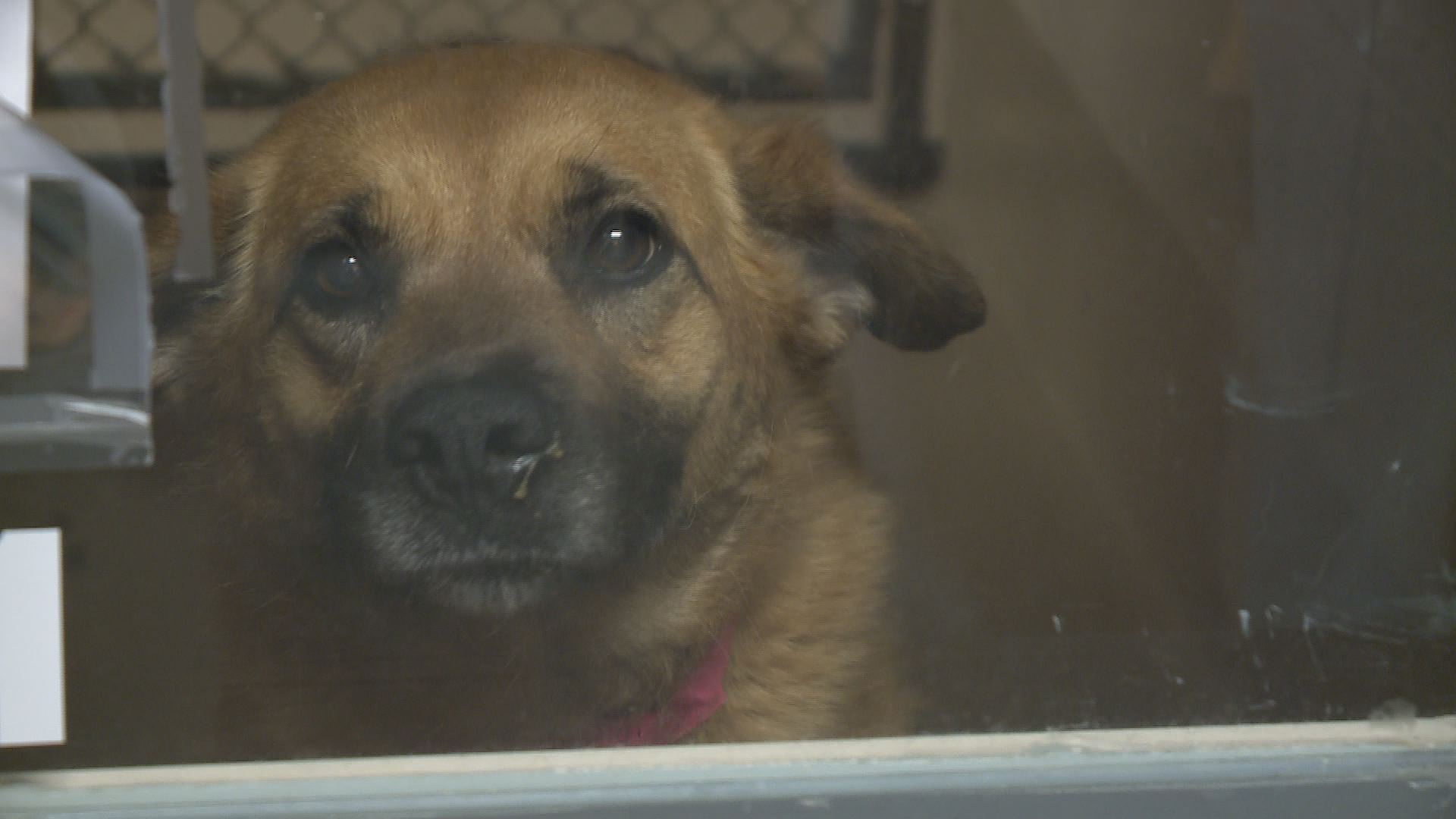 shelter to reopen after fatal kennel cough