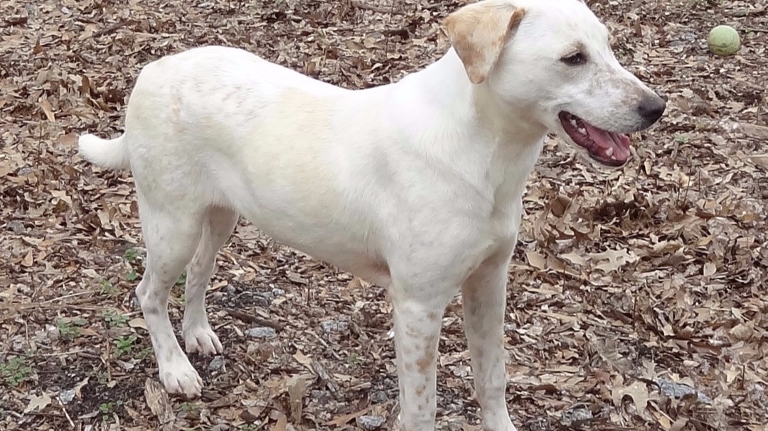 Atlanta animal shelters help rescue 44 dogs from Louisiana flooding |  