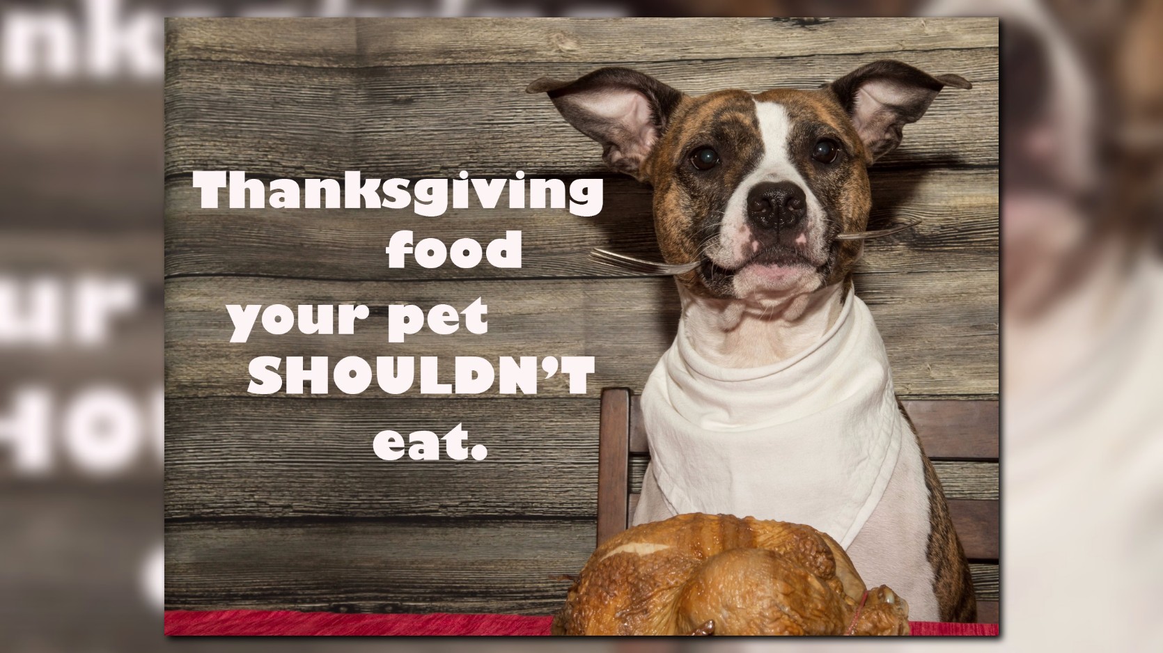 5 Foods Your Dog Shouldn T Eat Infographic Food Infog vrogue.co