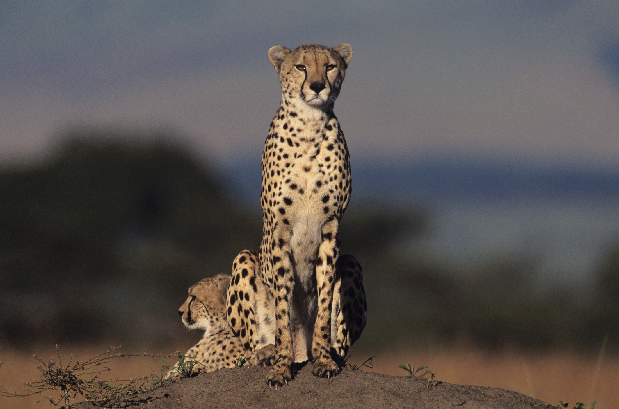 Record Breaking Cheetah Leap The Numbers Are Insane - w59tzrm