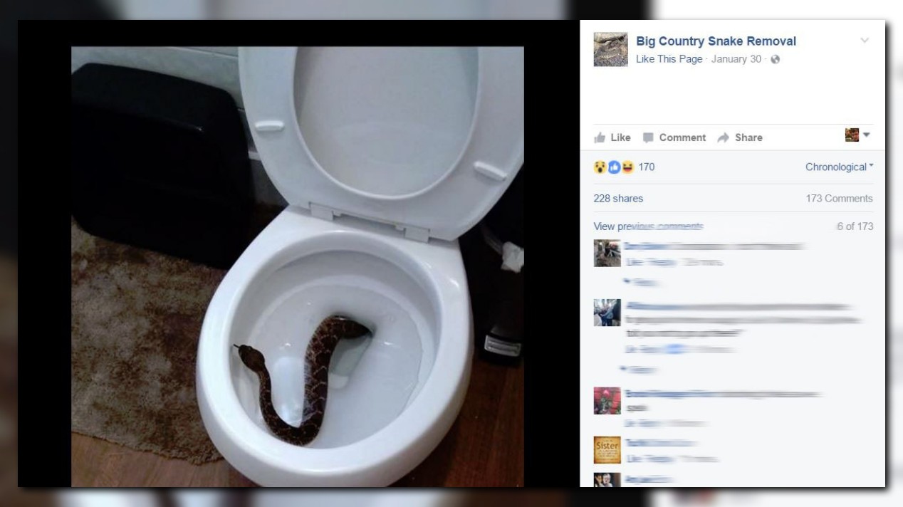 Rattlesnake in toilet leads to discovery of 23 more
