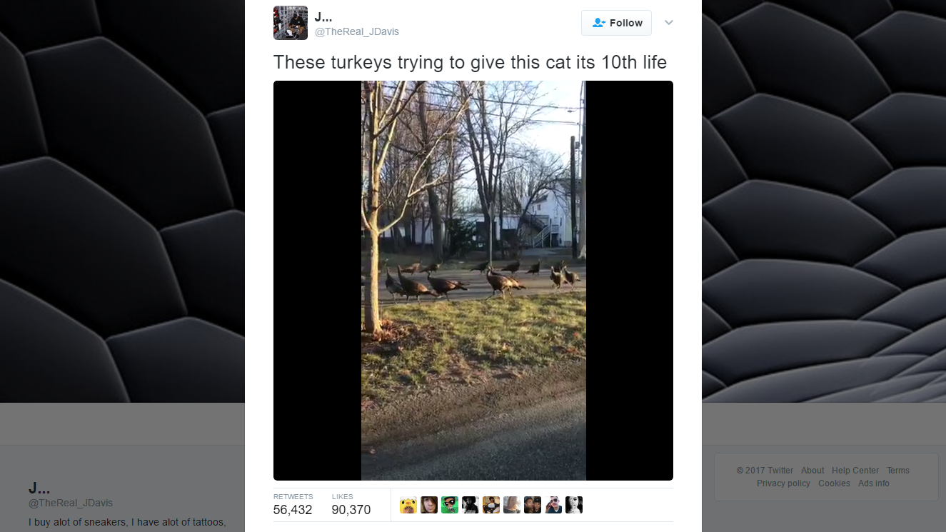 Wild Turkeys Circle Dead Cat In Bizarre Fashion 9news Com