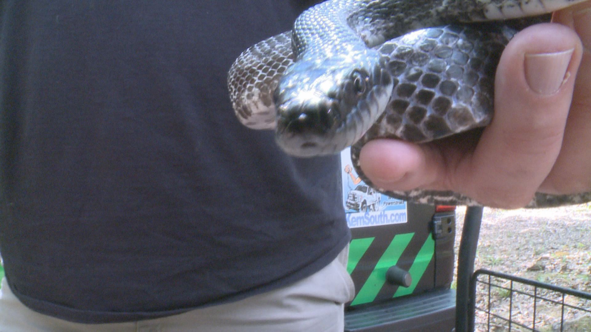 What you need to know about snakes in