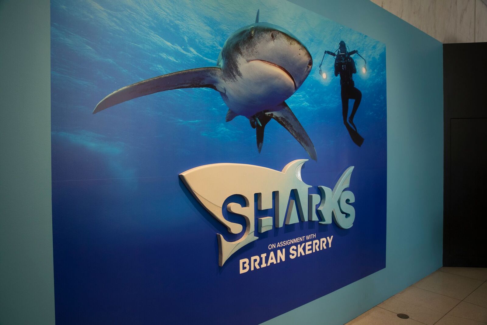 Shark exhibit opening Monday at Aquarium