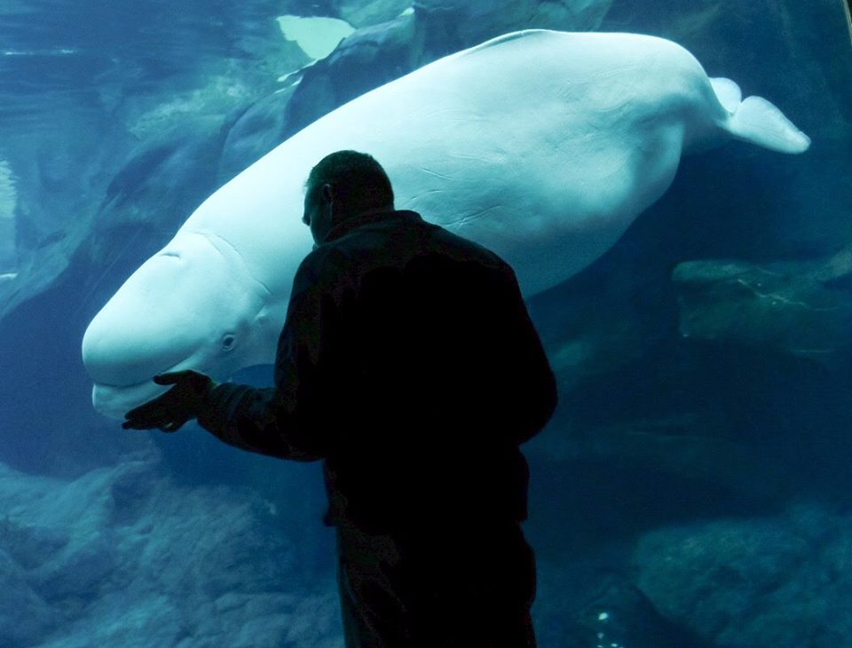 Aquarium temporarily closes beluga exhibit as whale goes into