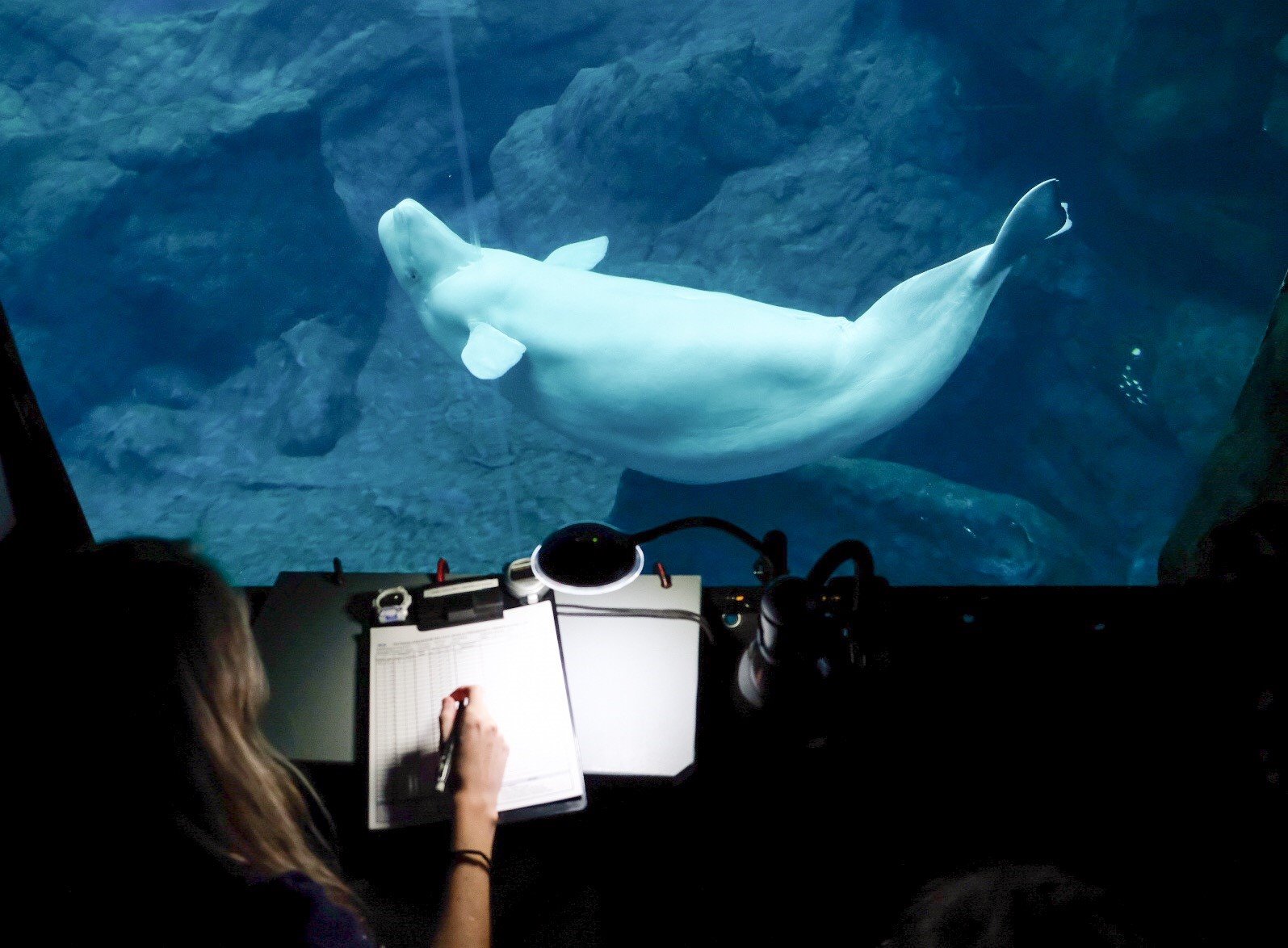 Baby Beluga Whale Dies Before Birth At Georgia Aquarium | 13wmaz.com