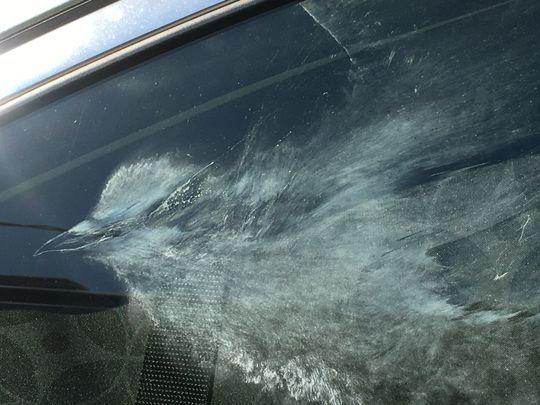 Imprint left by a bird that collided with Joan and Bud Miller's Honda on I-75 