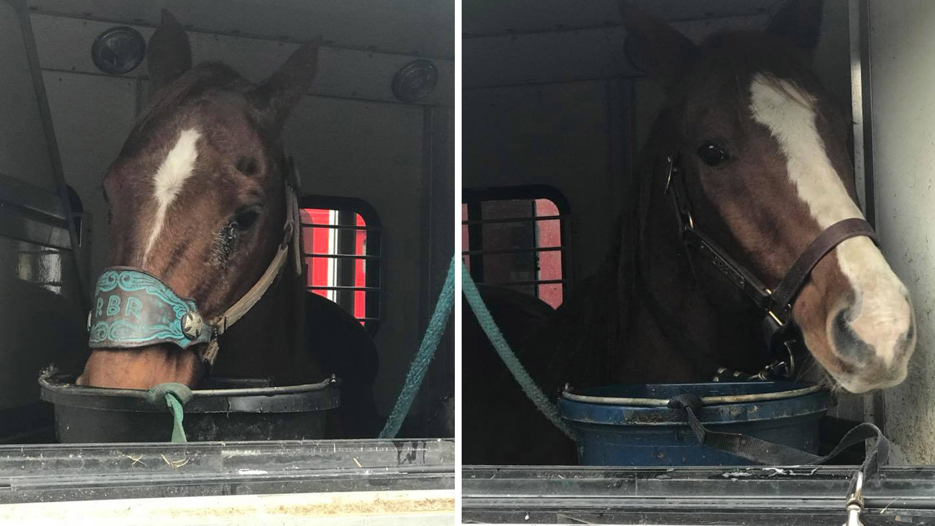 Prize horses, stolen from Locust Grove parking lot, found