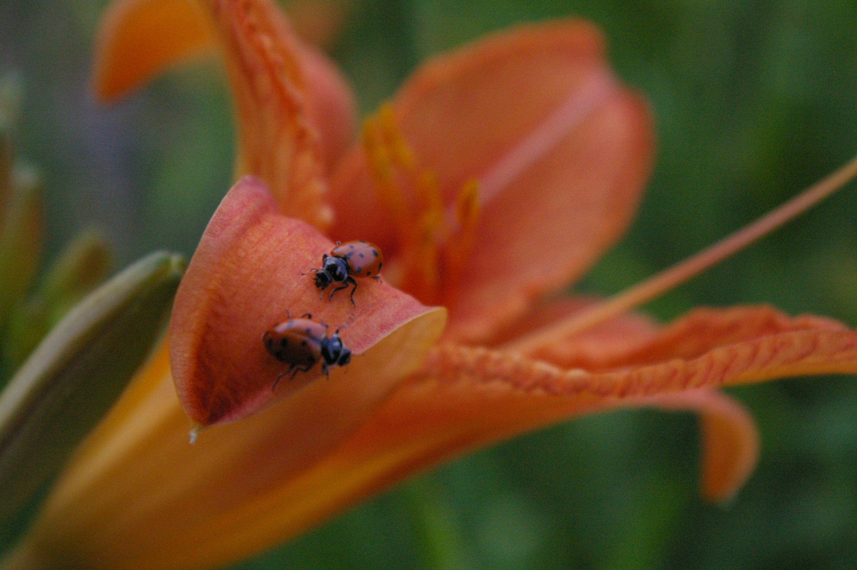 Free Ladybugs! | 11alive.com