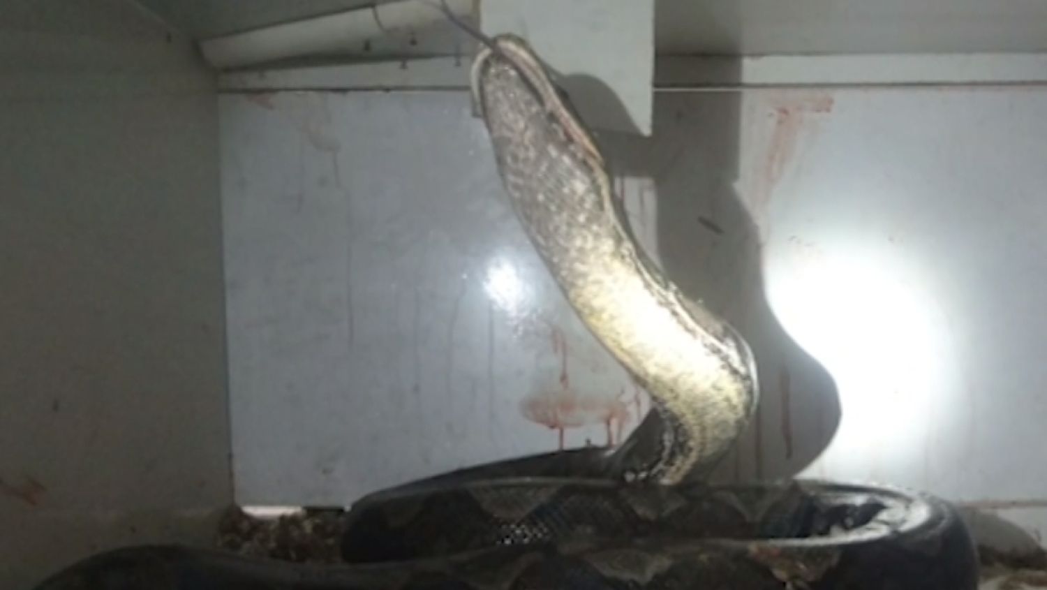 Man crushed by python released from hospital | 11alive.com