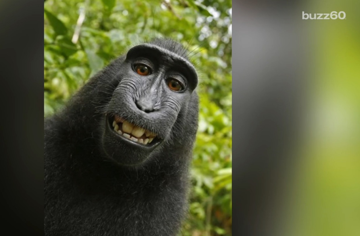 Judge: Monkey can't own copyright to viral selfie | 11alive.com