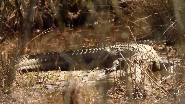 Chattahoochee gator caught, relocated down south | 11alive.com