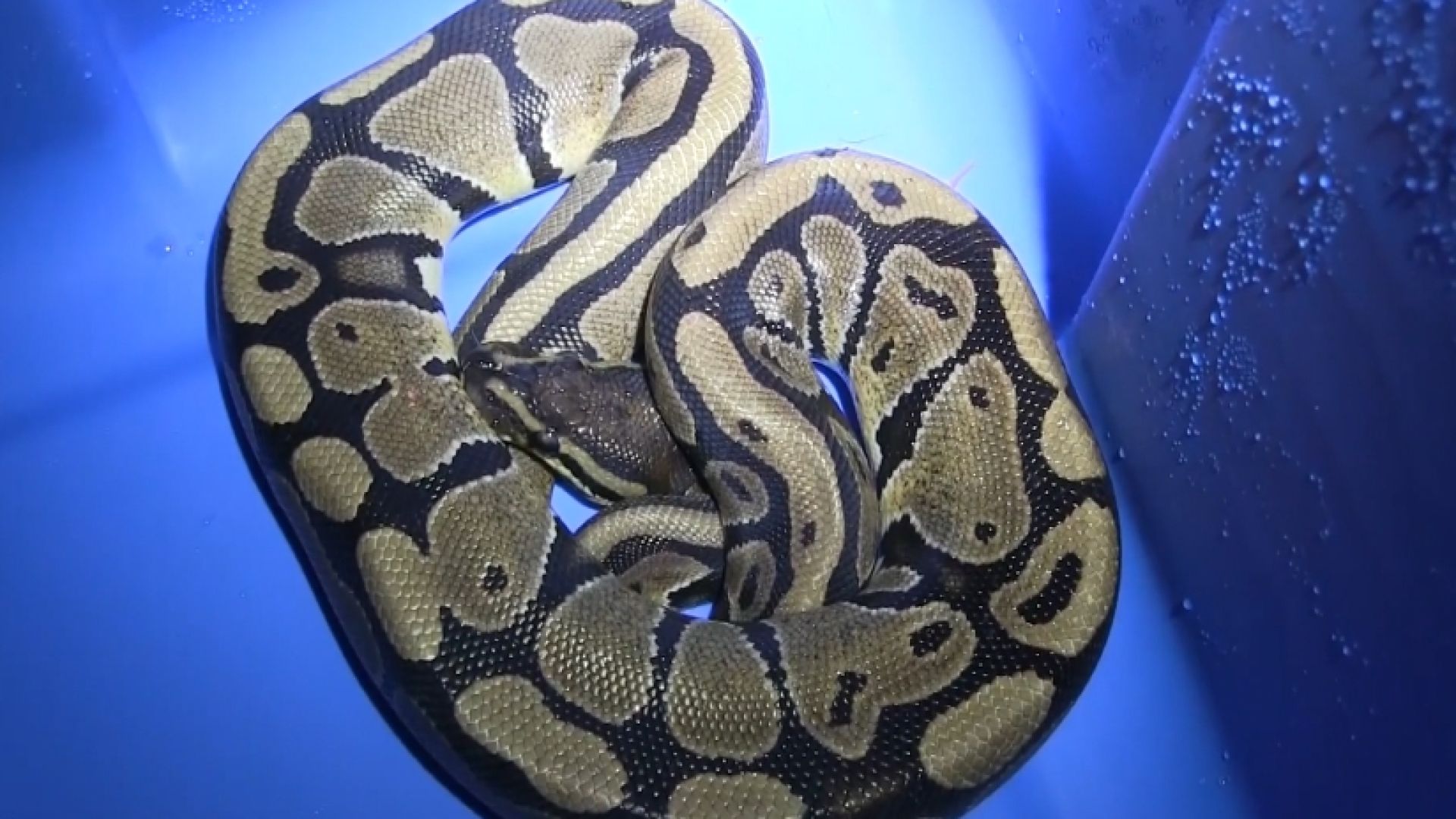 11alive.com | Python surprise: Snake shows up in laundry